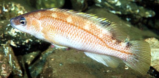 Acantholabrus palloni_05